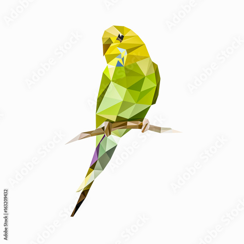 budgie