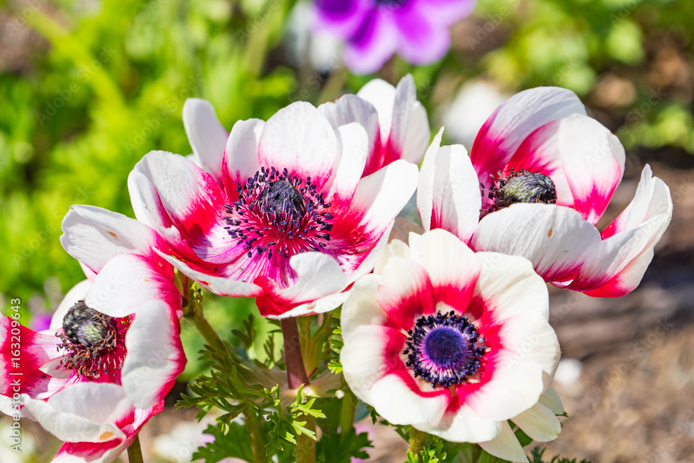 アネモネの花 Stock Photo Adobe Stock