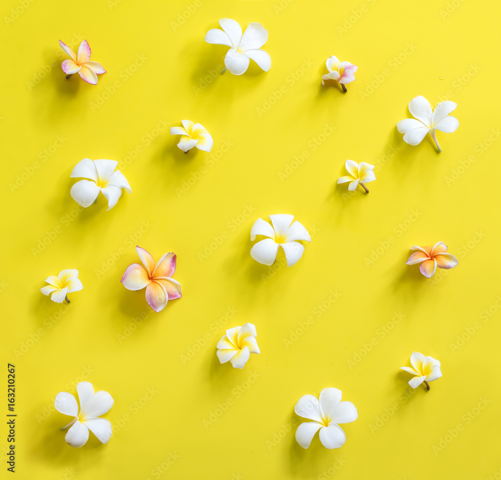 Scattered White Pink Frangipani Yellow Background Stock Photo | Adobe Stock