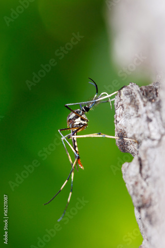 Predatory mosquito (Toxorhynchites sp). The large size mosquito that their larvae eating other mosquito larvae. photo