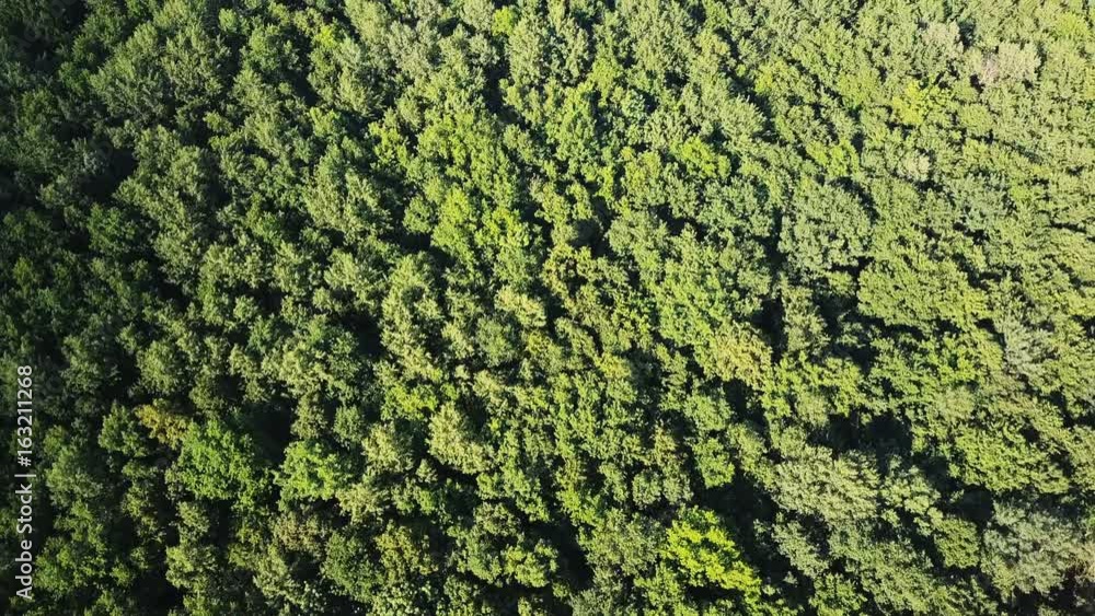 Aerial top down view. Flying over the beautiful green forest trees. Aerial camera shot. Landscape panorama. Aerial top down view. Flying over the beautiful green forest trees. Aerial camera shot. Landscape panorama.