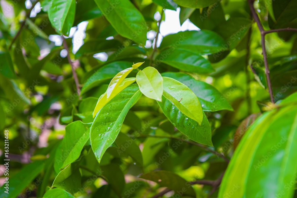Obraz premium Wet leaf