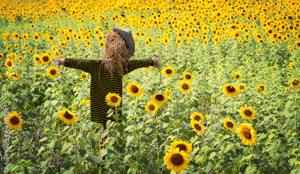 Fototapeta premium Scarecrow or strawman with hat and t-shirt made from hay to guard the sunflower fields in countryside landscape, copy space.