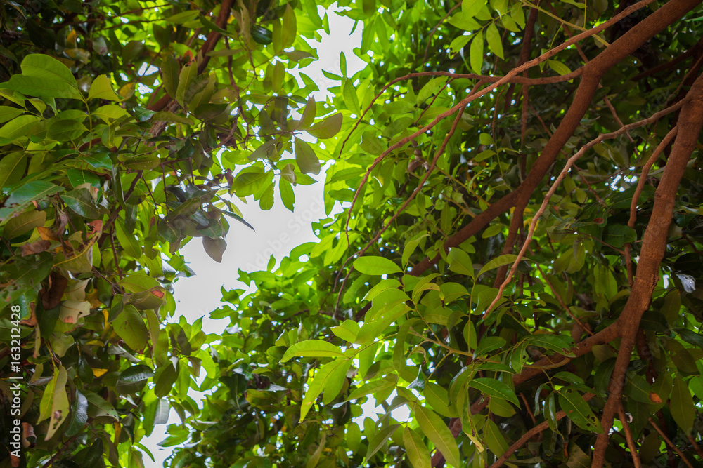 Obraz premium Tree in the garden