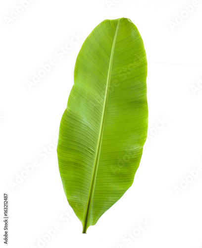 green young banana leaf on background