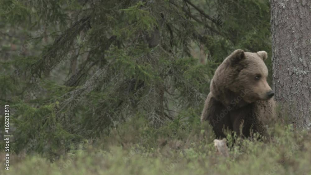 wild european brown bear wild european brown bear