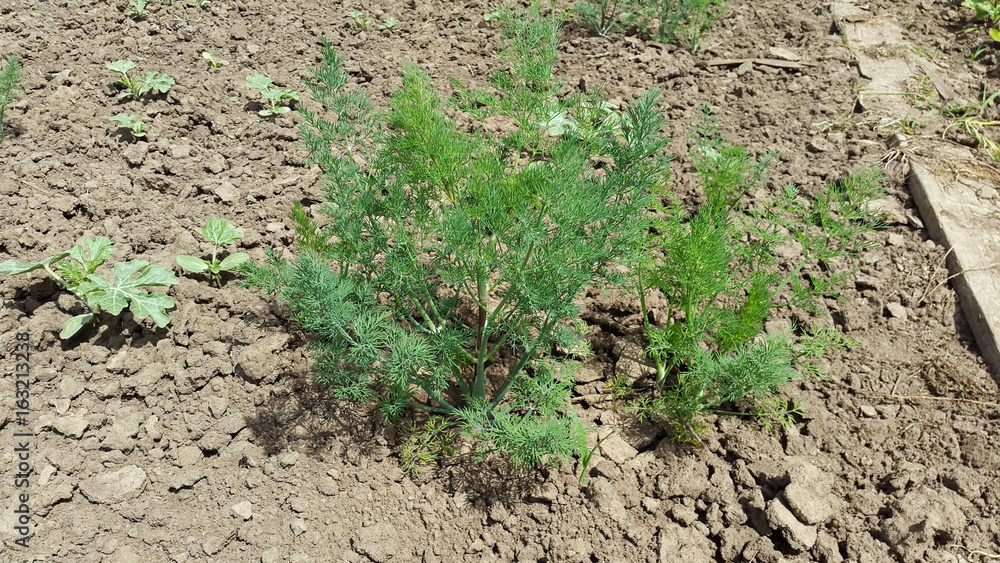 dill in garden at summer dill in garden at summer
