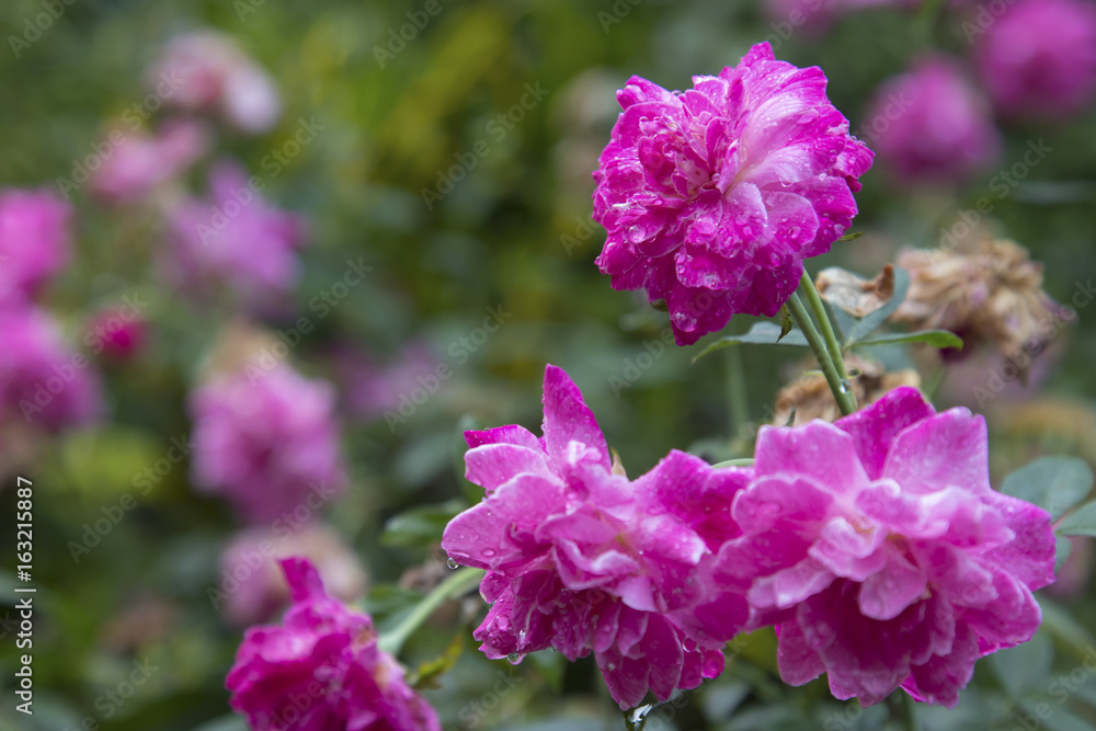 Romantic summer red pink roses bush climbing on green tree nature garden Romantic summer red pink roses bush climbing on green tree nature garden