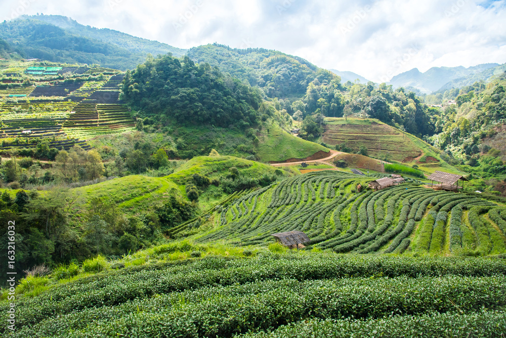Landscape beautiful tea plantations in Thailand.