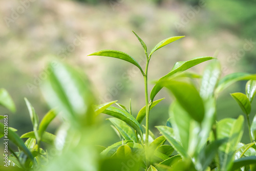 close-ups of fresh tea leaves.