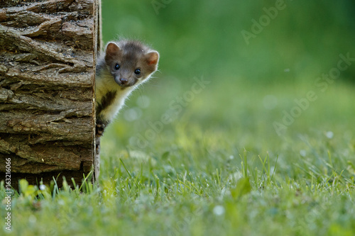 Fotografie Beautiful and playful beech marten in the jump, forest animal, Martes foina, Stone marten, detail portrait