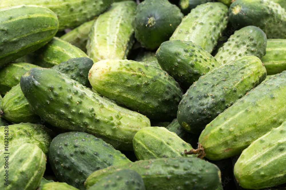 a lot of young cucumbers as background a lot of young cucumbers as background