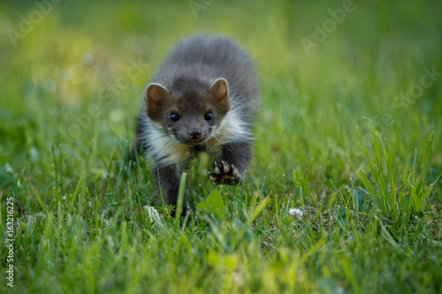 Beautiful and playful beech marten in the jump, forest animal, Martes foina, Stone marten, detail portrait. Small predator with the tree trunk near forest. Young animal, baby. Czech republic, europe. © photocech