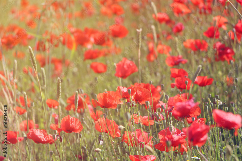Field with red poppy