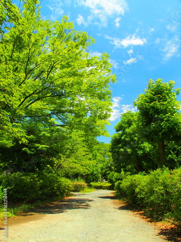 夏の公園風景