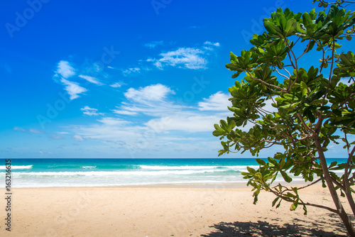Trees at the beach and the beautiful blue sky. © satit