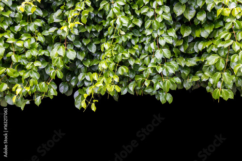 ivy plant on black background,Clipping Path.