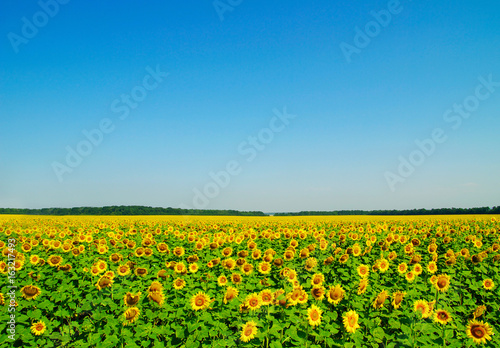 field of sunflowers and blue sun sky © photolink