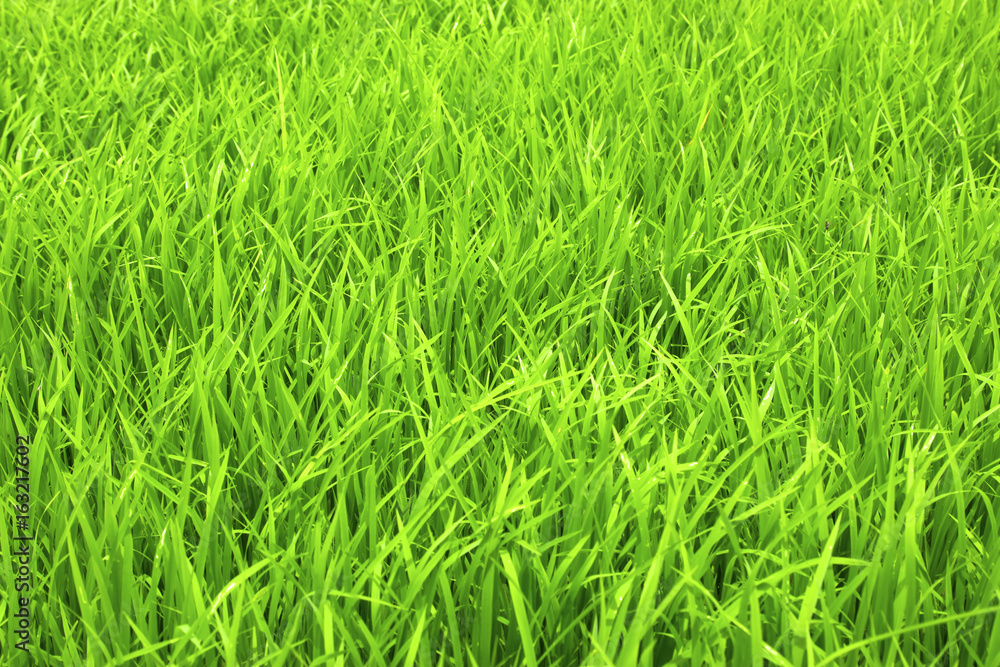 green grass. natural background texture. fresh spring green grass. natural background texture. fresh spring