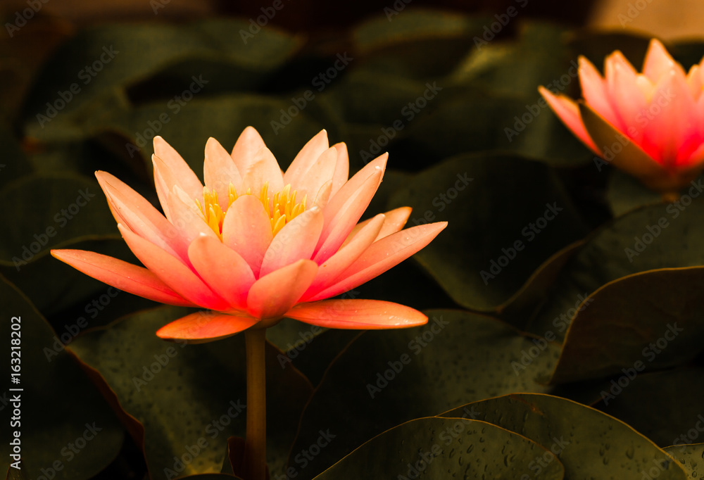 Pink lotus on dark background