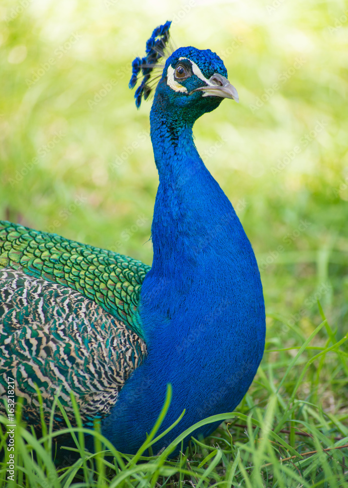 Obraz premium Peacock at the Alcazar, Seville, Andalucia, Spain