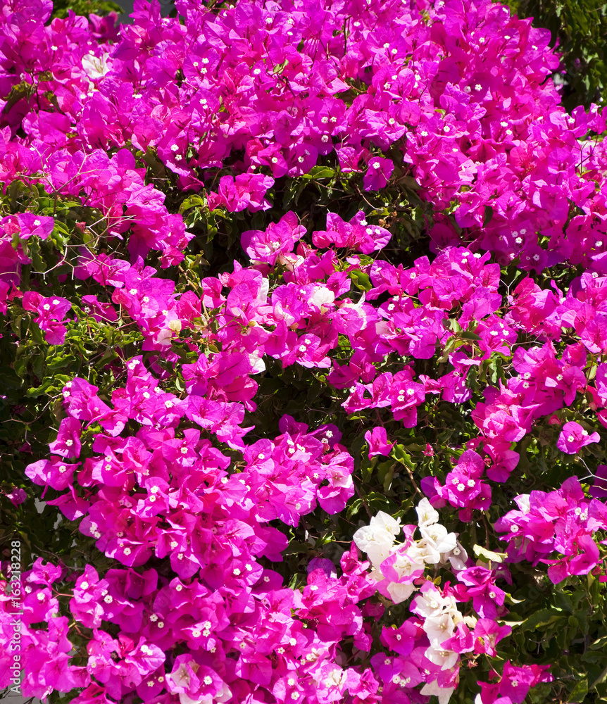 Fototapeta premium Zbliżenie różowe kwiaty Bougainvillea. Tekstura kwiatu.