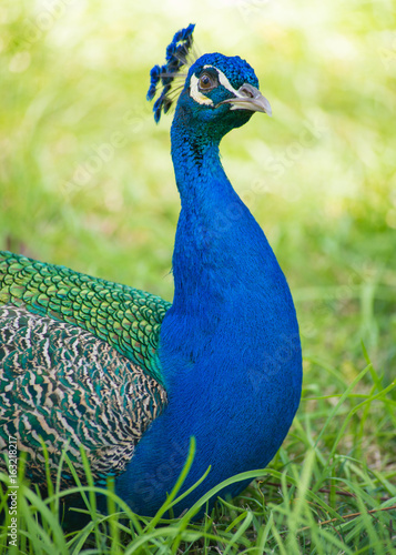 Wallpaper Mural Peacock at the Alcazar, Seville, Andalucia, Spain Torontodigital.ca