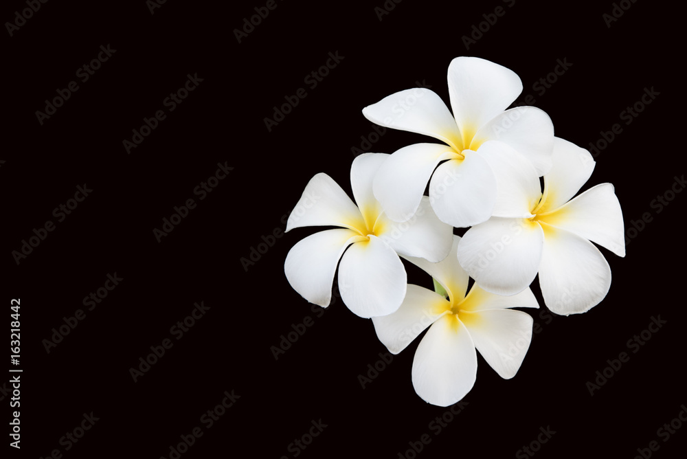 White frangipani flower on black background.Clipping Path.