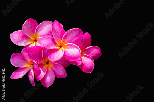 Pink frangipani flower on a black background clipping path.