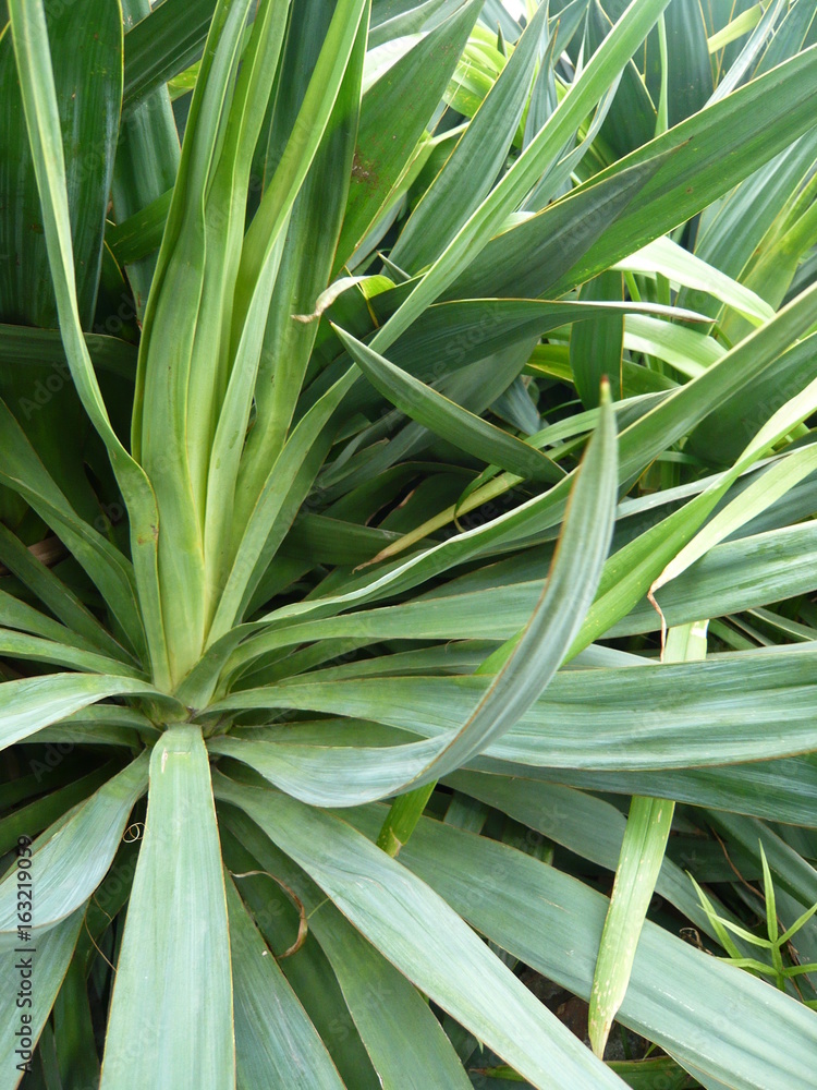 Obraz premium 青々と茂る葉