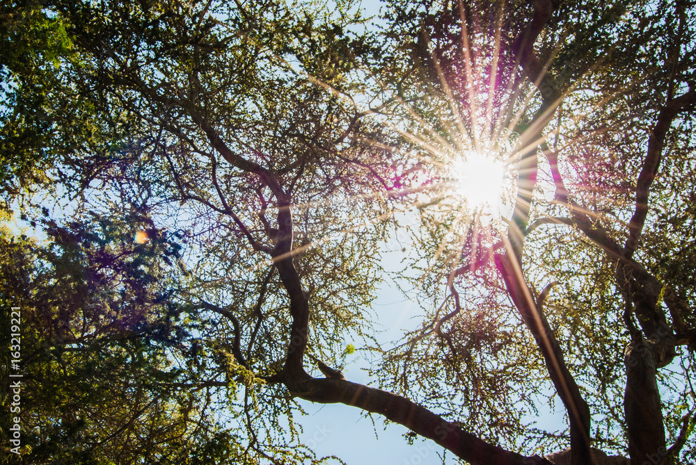 Obraz premium Sun shinning through the trees