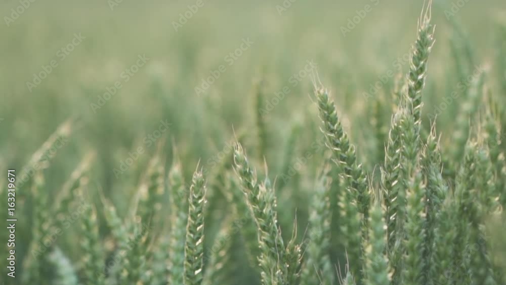 Summer, view of the wheat field, wheat ears swaying in the wind, depth of field.
Summer, view of the wheat field, wheat ears swaying in the wind, depth of field.