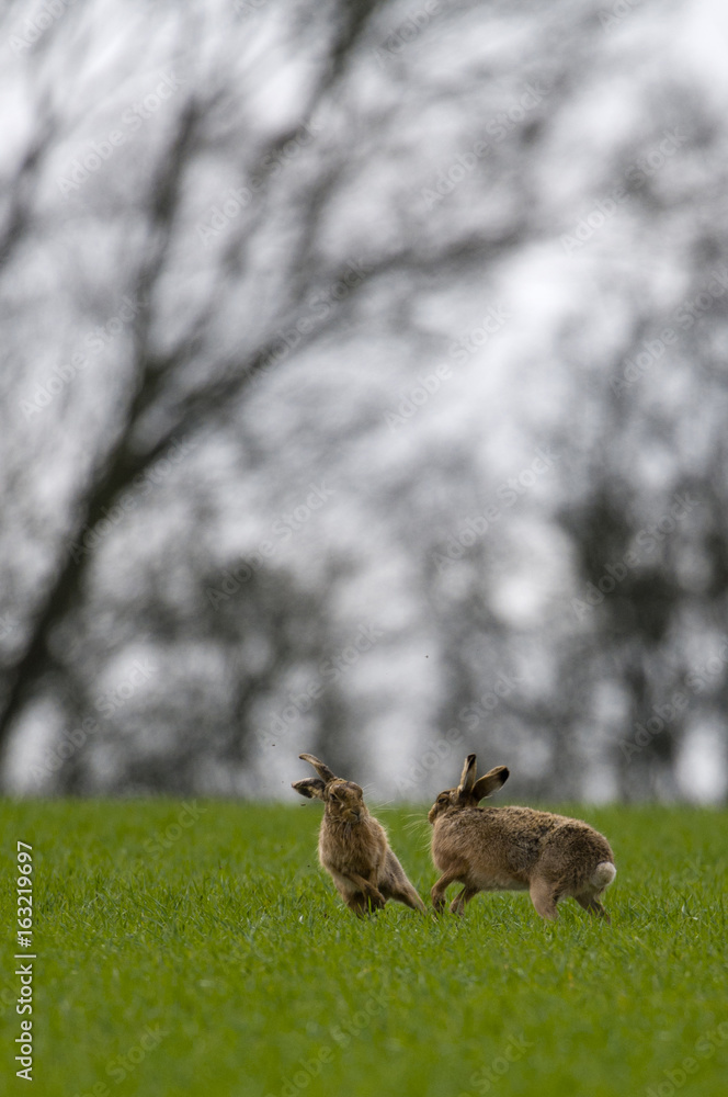 Naklejka premium Brown Hares (lepus europaeus)
