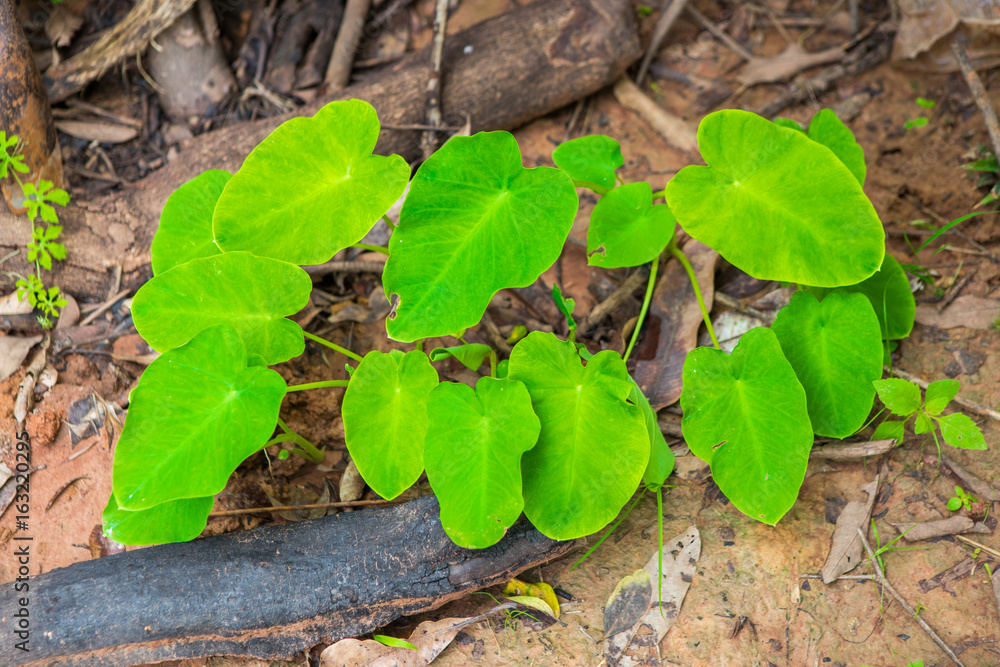 Obraz premium wet leaves