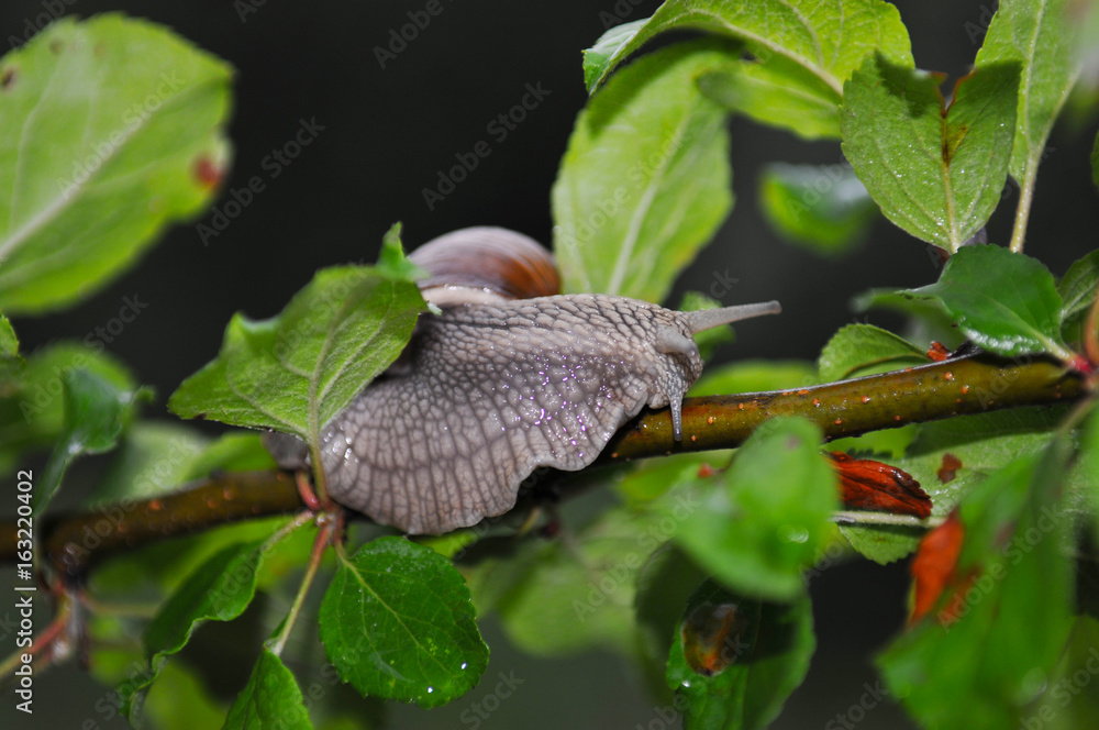 grape snail grape snail