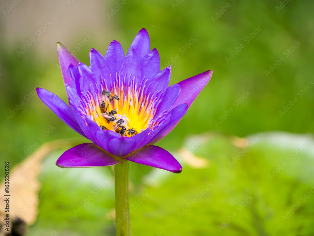 Selective focus lotus flower with bee in a pond Selective focus lotus flower with bee in a pond