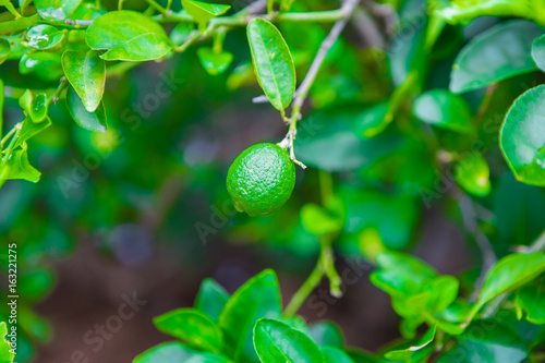 Lemon tree