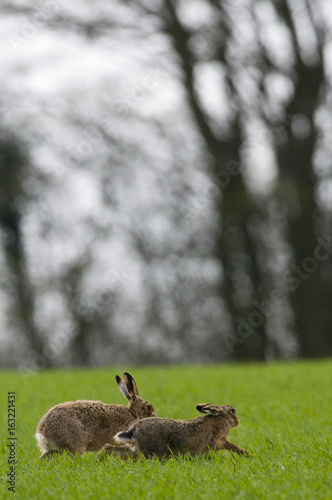 Brown Hares (lepus europaeus)