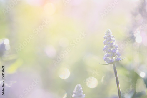 Fototapeta Naklejka Na Ścianę i Meble -  Lavender flower in close up with green background