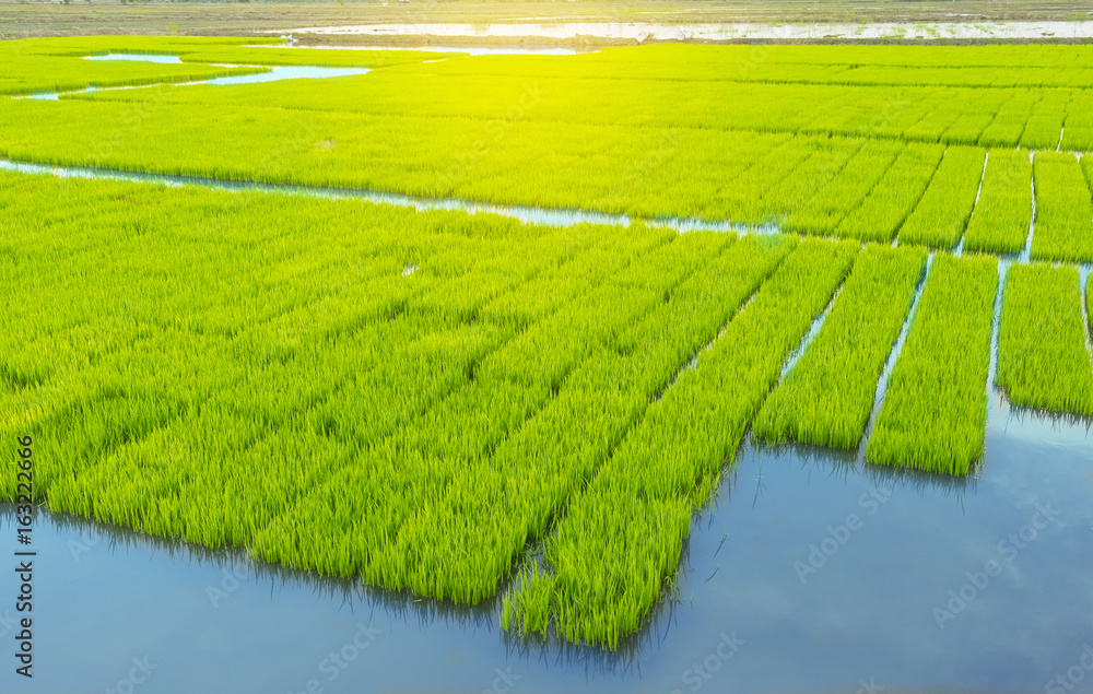 young rice tree in the rice field