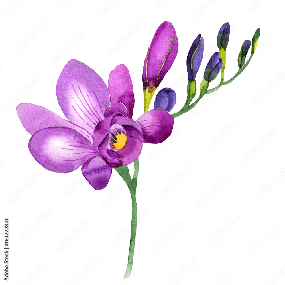 Wildflower fresia flower in a watercolor style isolated. Full name of the plant: fresia. Aquarelle wild flower for background, texture, wrapper pattern, frame or border. Wildflower fresia flower in a watercolor style isolated. Full name of the plant: fresia. Aquarelle wild flower for background, texture, wrapper pattern, frame or border.