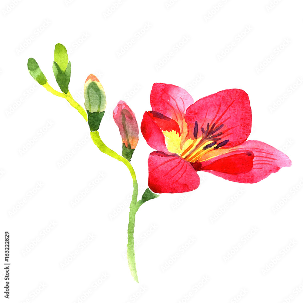 Wildflower fresia flower in a watercolor style isolated. Full name of the plant: fresia. Aquarelle wild flower for background, texture, wrapper pattern, frame or border. Wildflower fresia flower in a watercolor style isolated. Full name of the plant: fresia. Aquarelle wild flower for background, texture, wrapper pattern, frame or border.