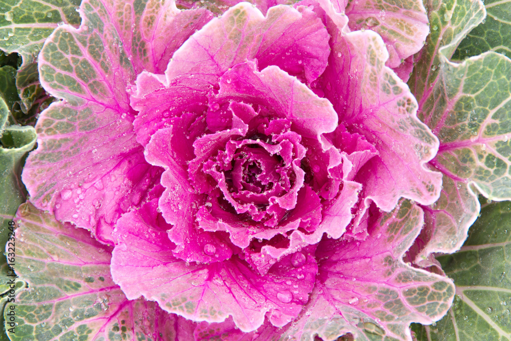 Obraz premium Flowering purple cabbage