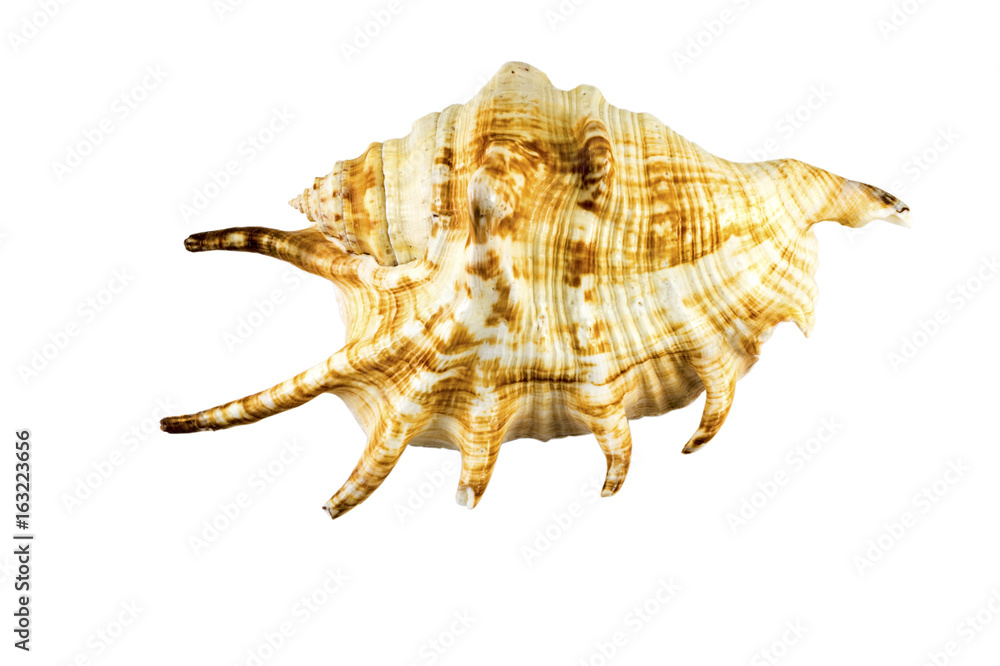 Beautiful sea shell,Lambis chiragra, isolated on white background For posters, sites, business cards, postcards, interior design, labels and stickers. Beautiful sea shell,Lambis chiragra, isolated on white background For posters, sites, business cards, postcards, interior design, labels and stickers.