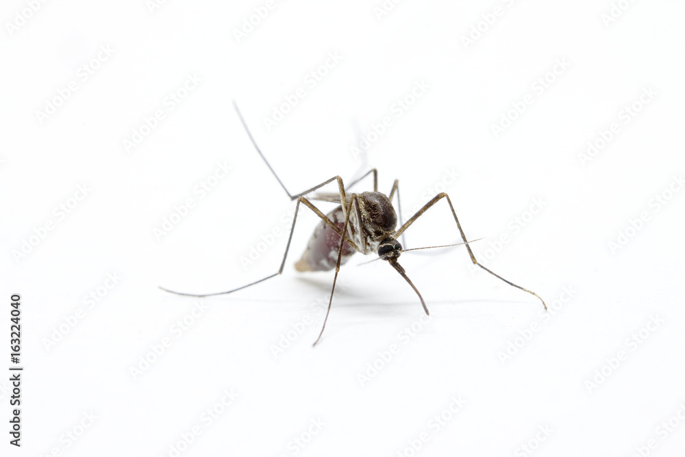 close-up or macro of a Mosquito on a white background