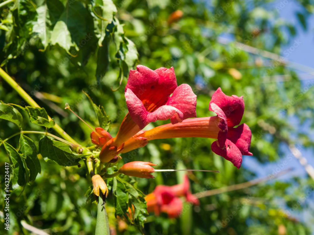 Flowers of Trumpet creeper or Campsis radicans close-up, selective focus, shallow DOF