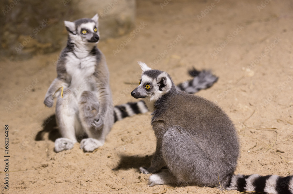 Obraz premium Lemur funny african animal mammal Madagascar