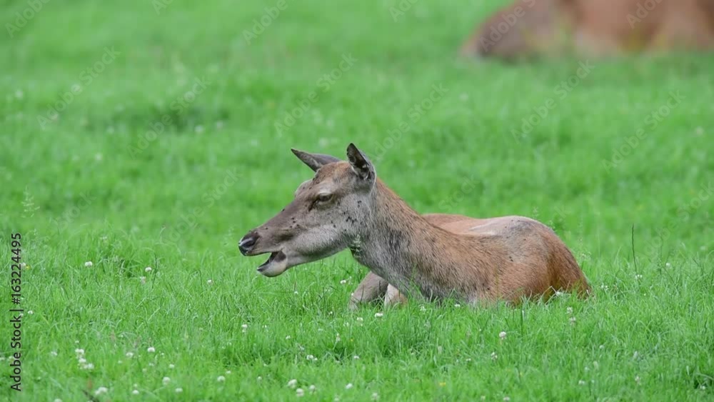 Rotwild, Hirschkuh wird von Mücken geärgert, Juni Rotwild, Hirschkuh wird von Mücken geärgert, Juni