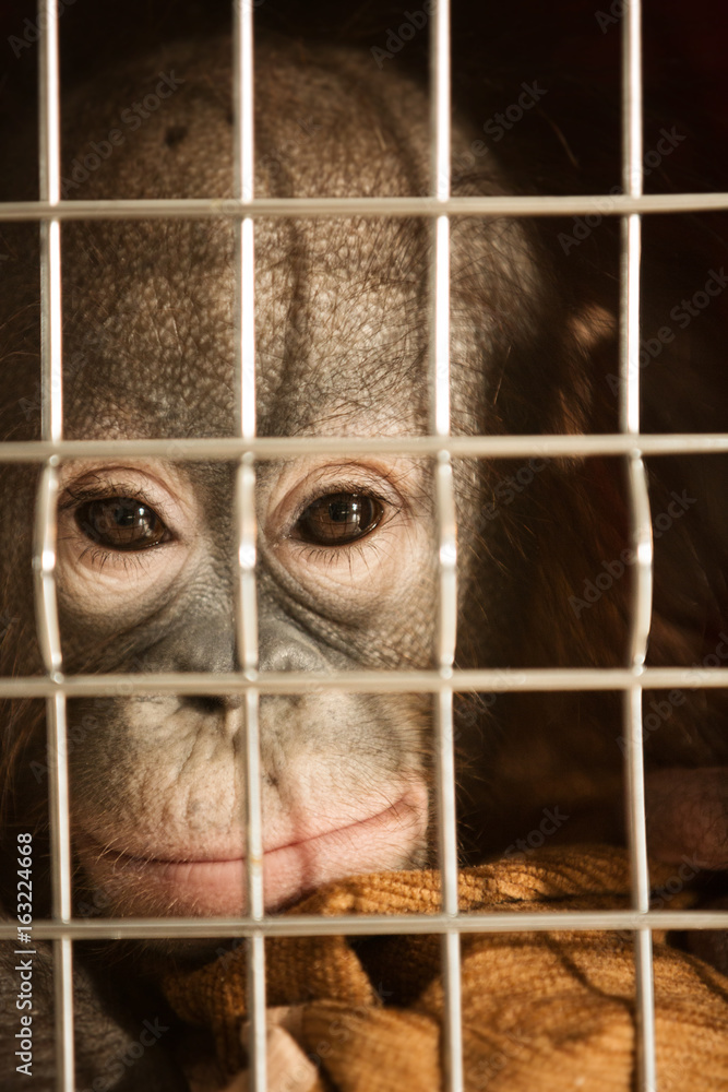Obraz premium A small and young monkey orangutan sits in a cramped cage and looks into the frame. Close-up.