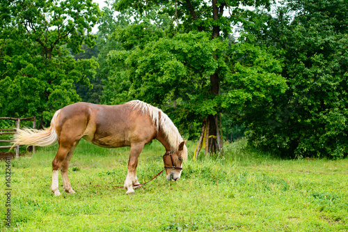 light-brown horse